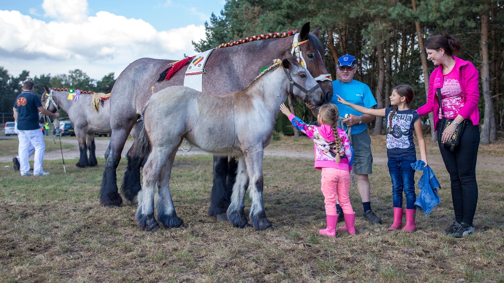 Lierop Fokpaardendag 2016 (32).jpg - Lierop Fokpaardendag 2016